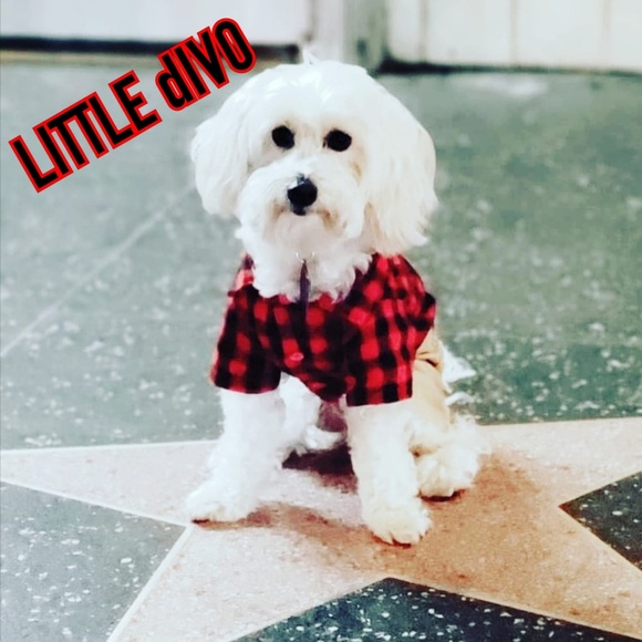 Meet your Posher, Luxury Divos - Picture 4 of 7